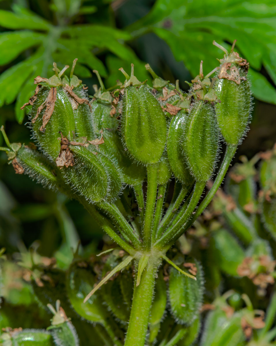 Изображение особи Heracleum sphondylium.