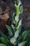 genus Verbascum. Часть побега. Турция, ил Артвин, р-н Юсуфели, выше дер. Гюльпынар, выс. 1745 м н.у.м., среди камней. 13 июня 2026 г.