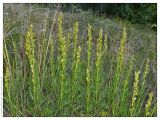 Artemisia salsoloides