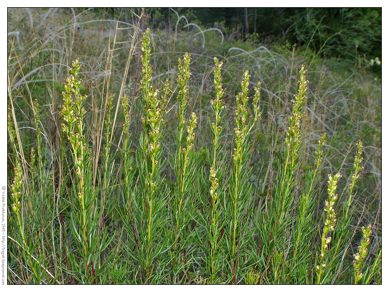 Изображение особи Artemisia salsoloides.