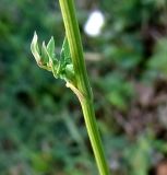 Thalictrum tuberosum