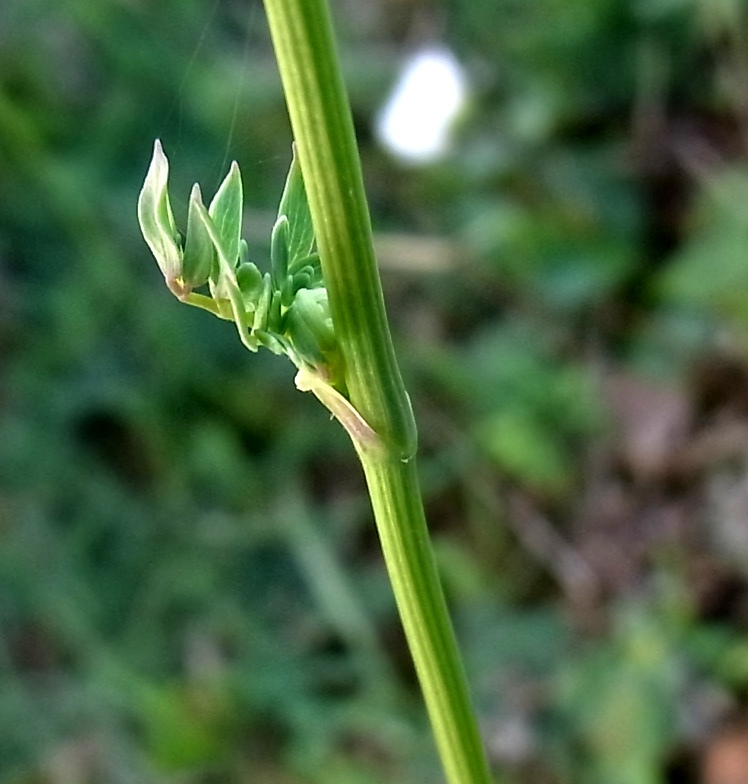 Изображение особи Thalictrum tuberosum.