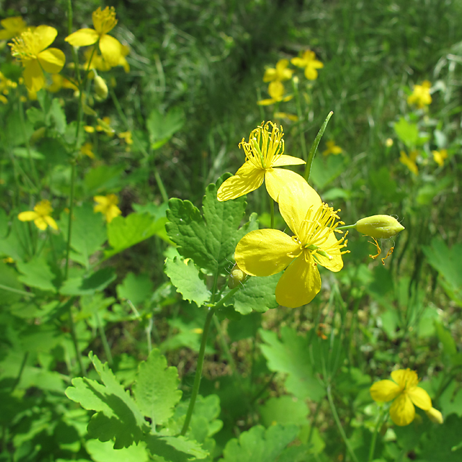 Изображение особи Chelidonium majus.