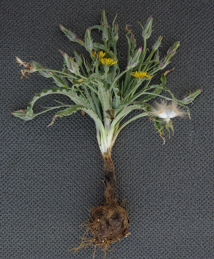 Image of Scorzonera circumflexa specimen.