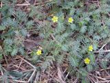 Tribulus terrestris