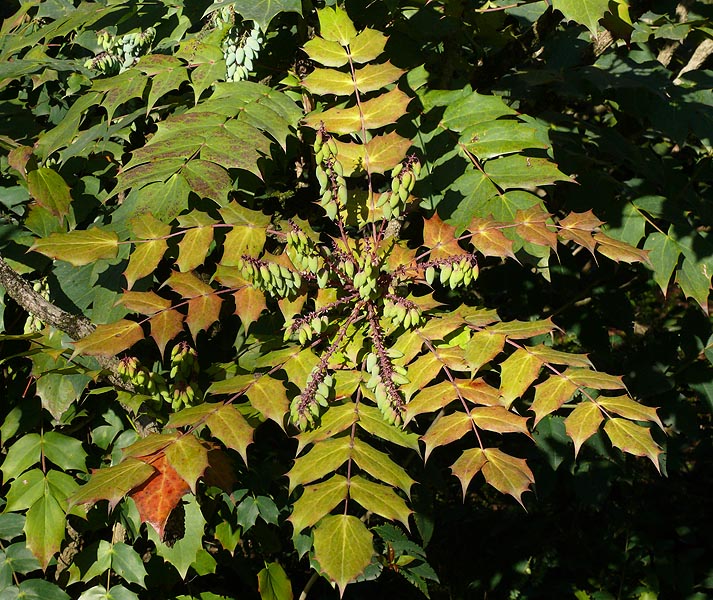 Image of Mahonia bealei specimen.