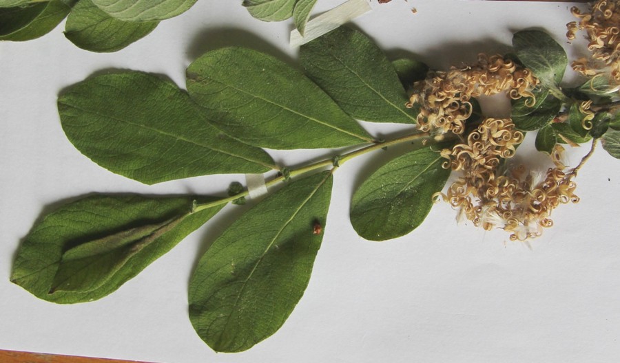 Image of Salix aurita specimen.