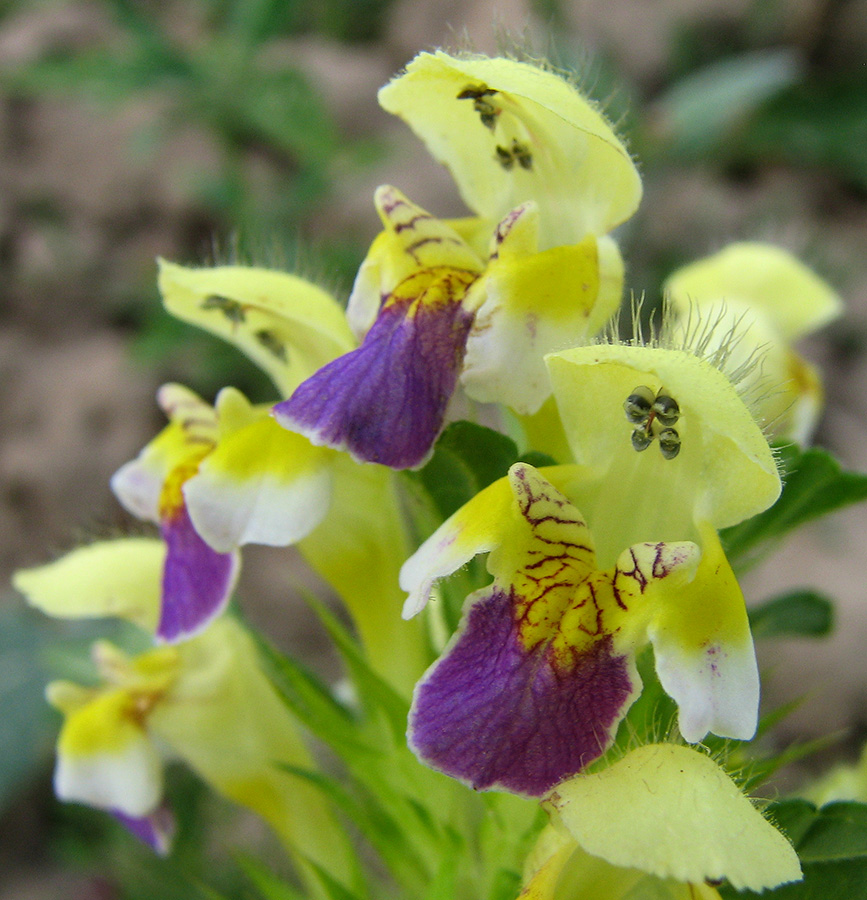 Image of Galeopsis speciosa specimen.