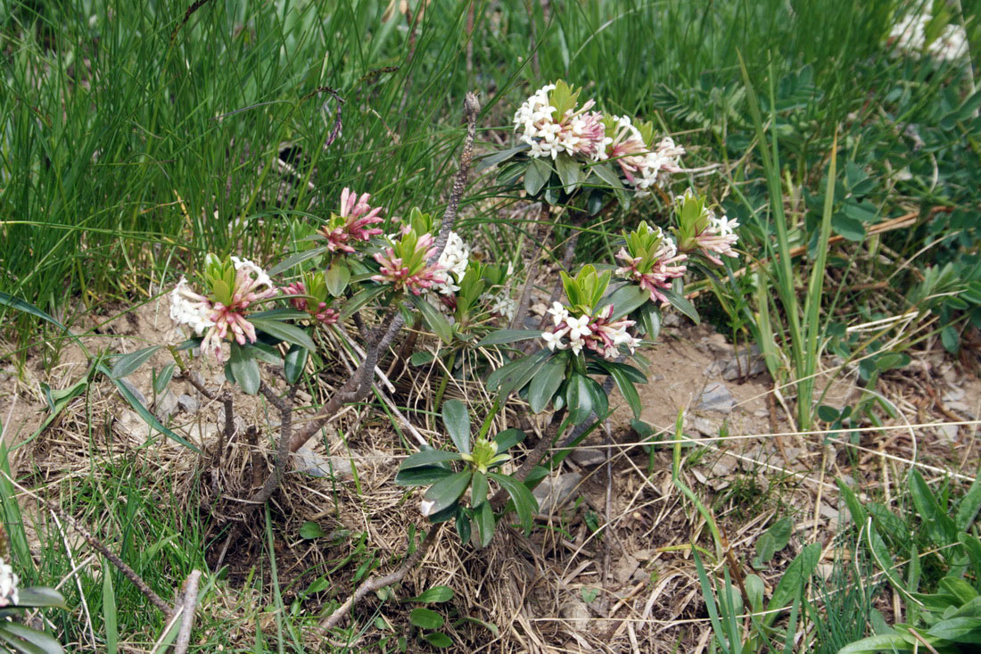 Image of Daphne glomerata specimen.