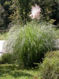 Cortaderia selloana