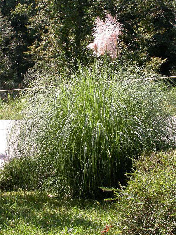 Изображение особи Cortaderia selloana.