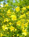 Jasminum fruticans