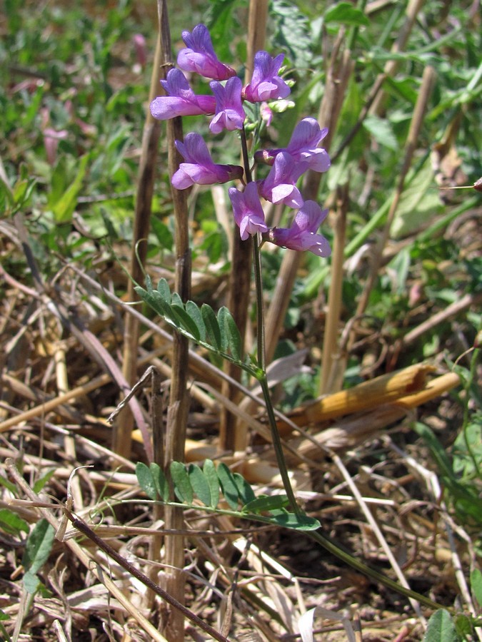 Image of Vicia varia specimen.