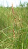 Carex nigra