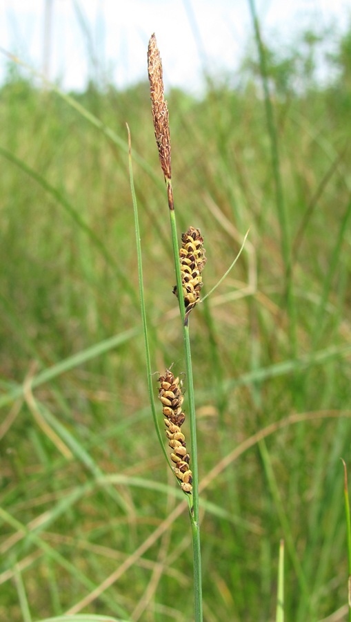 Изображение особи Carex nigra.