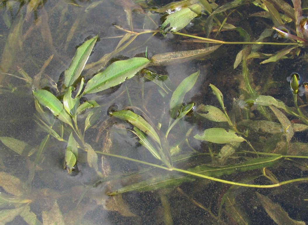 Image of Potamogeton × nericius specimen.
