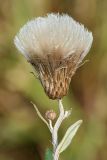 Cirsium incanum. Соплодие. Республика Татарстан, национальный парк \"Нижняя Кама\", Танаевские луга. 30.08.2011.