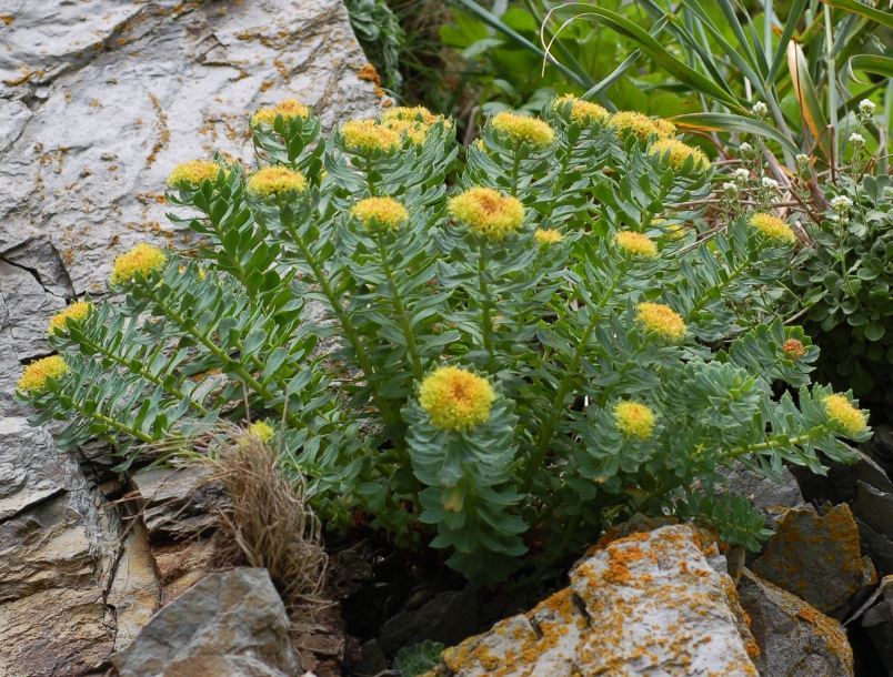 Image of Rhodiola rosea specimen.