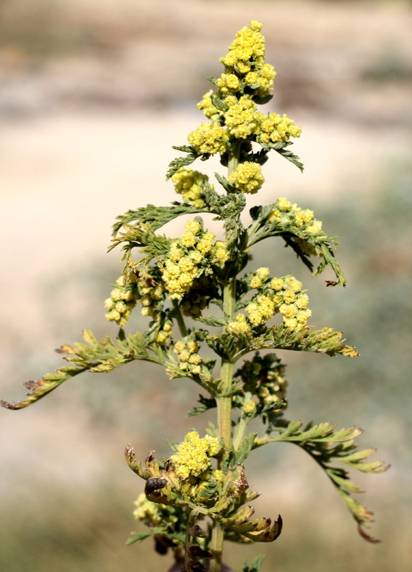 Изображение особи Artemisia annua.