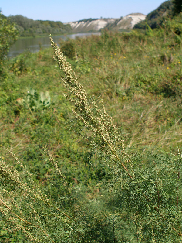 Image of Artemisia abrotanum specimen.