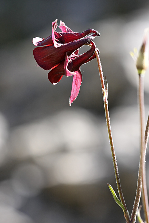 Изображение особи Aquilegia atrovinosa.