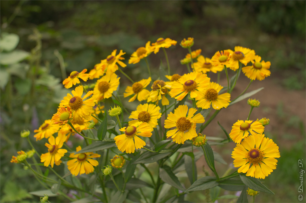 Image of Helenium autumnale specimen.