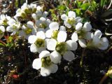 Diapensia lapponica