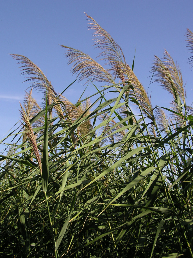 Изображение особи Phragmites australis.