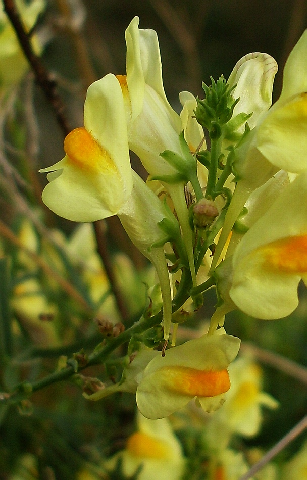 Image of Linaria ruthenica specimen.
