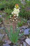 Eremurus lactiflorus