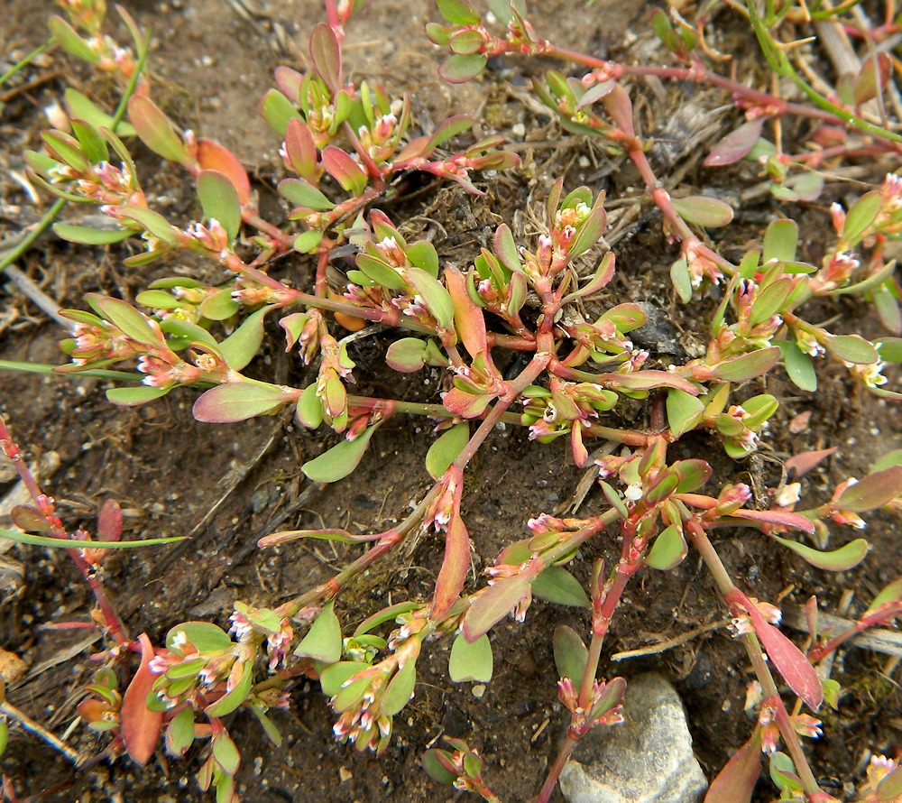 Image of genus Polygonum specimen.