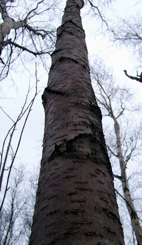 Image of genus Betula specimen.