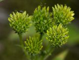 Picris kamtschatica