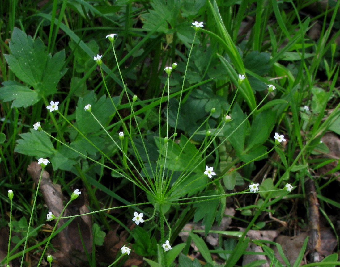 Image of Androsace filiformis specimen.