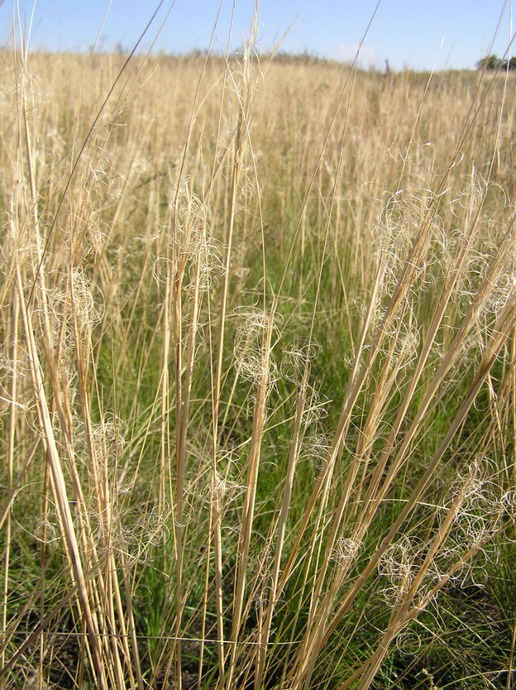 Изображение особи Stipa capillata.