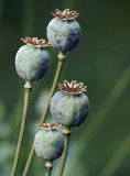 Papaver somniferum. Незрелые плоды. Московская обл., дачный участок. 23.07.2007.
