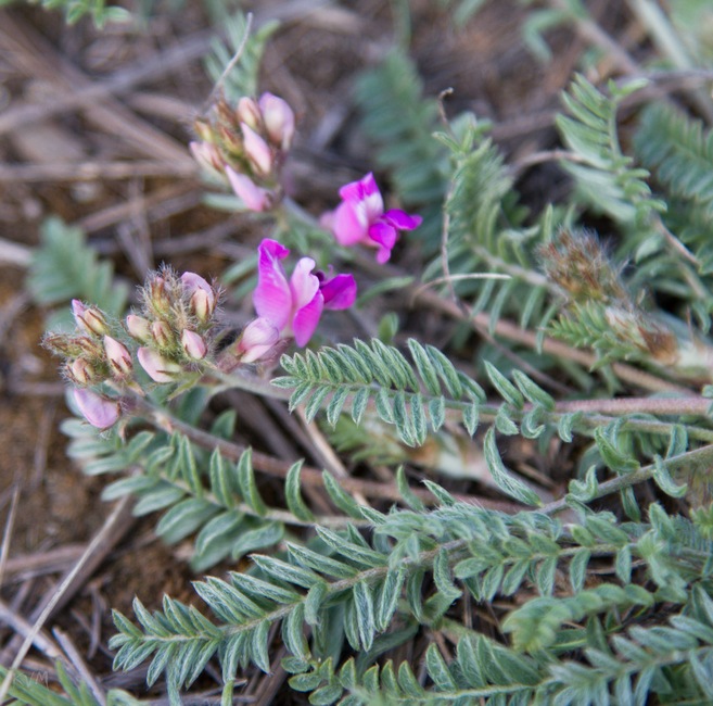 Изображение особи Oxytropis floribunda.