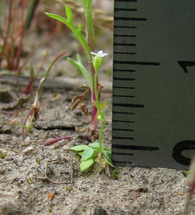 Image of Androsace filiformis specimen.