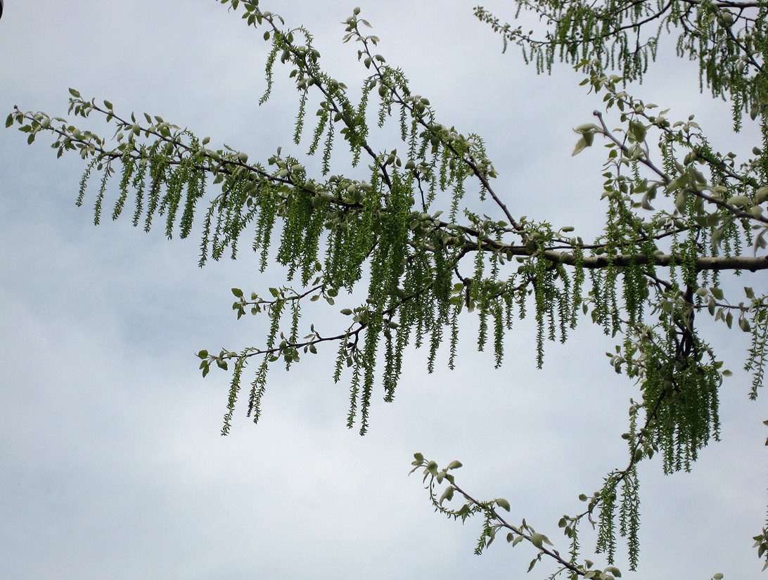 Image of Populus alba specimen.