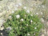 Pulsatilla ucrainica