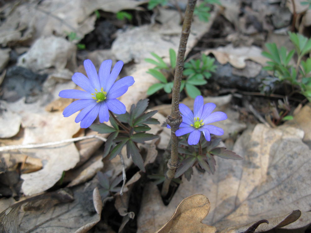 Изображение особи Anemone caucasica.