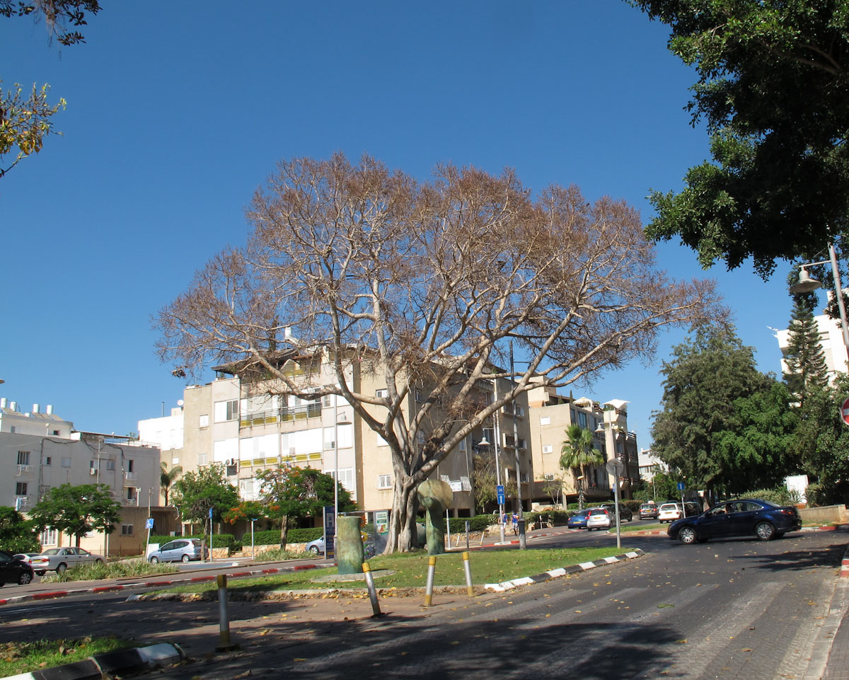 Image of Ficus religiosa specimen.