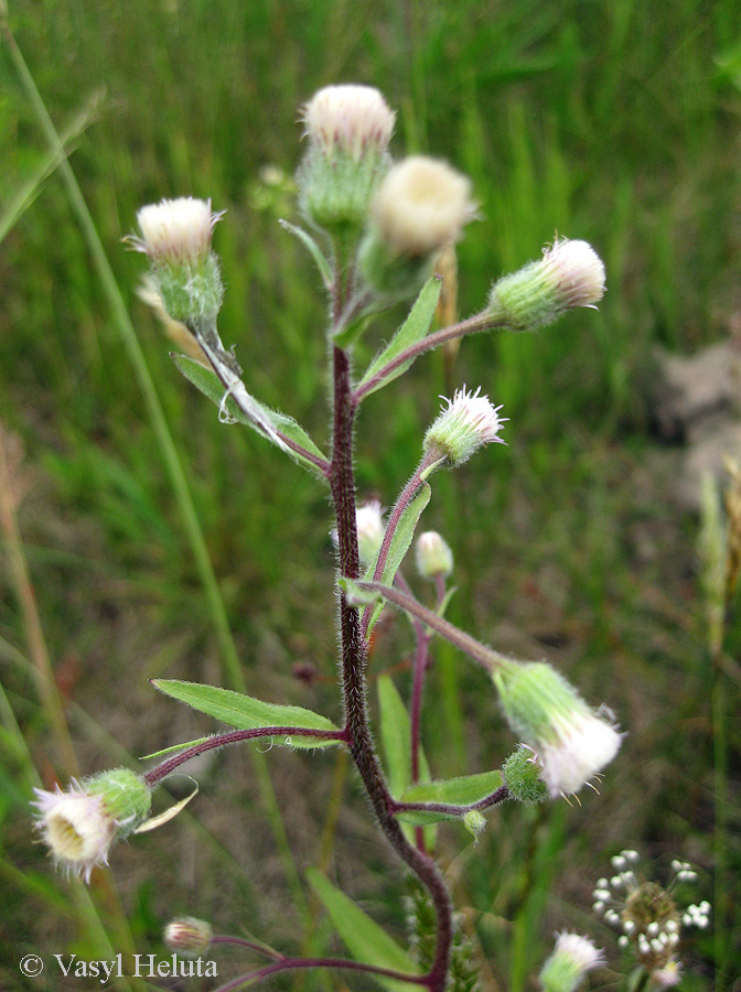 Image of Erigeron acris specimen.