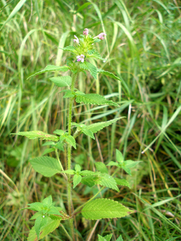 Изображение особи Galeopsis bifida.