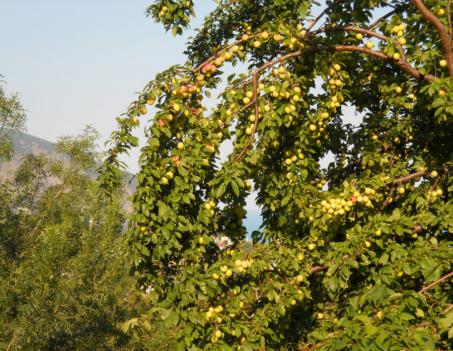 Image of Prunus cerasifera specimen.
