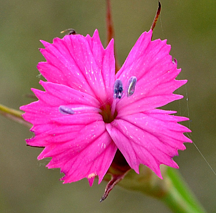 Изображение особи Dianthus subulosus.