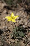 Anemone gortschakowii