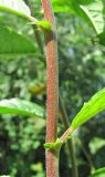 Salix myrsinifolia