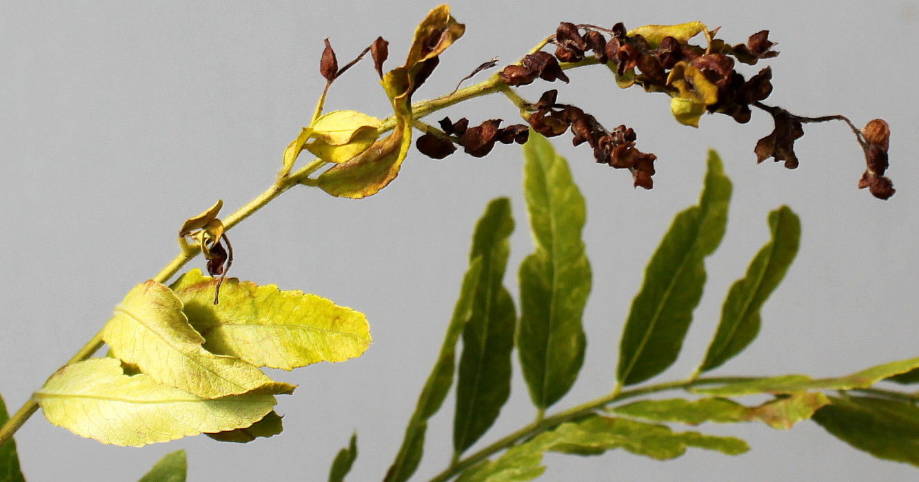 Image of Gleditsia triacanthos specimen.