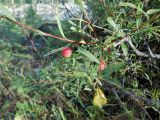 Salix elbursensis